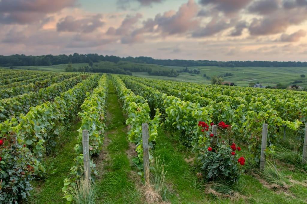 Maison De Champagne F.Barbier ! Avize Eksteriør billede